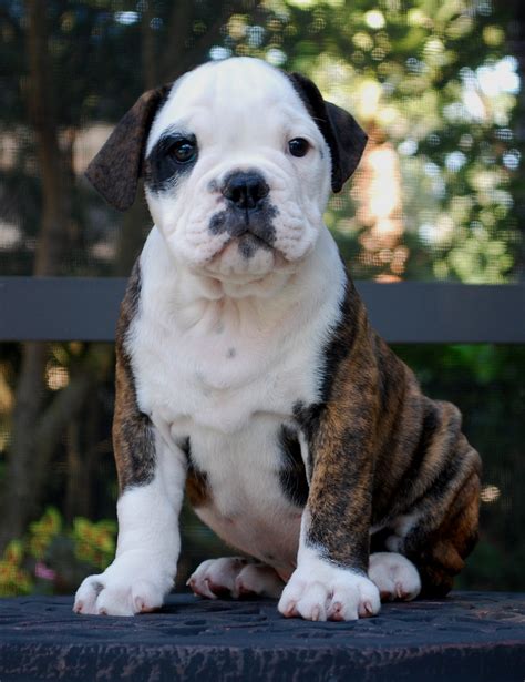 hermes olde bulldogges|hermes olde english bulldogge breeders.